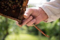 Primer plano del apicultor que examina la colmena en el jardín apícola - foto de stock