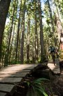 Велосипедист в лесу на солнце — стоковое фото