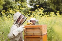 Imker entfernen Bienenwaben aus Bienenstock auf Feld — Stockfoto