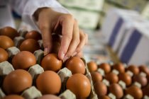 Imagen recortada del personal femenino examinando los huevos en la fábrica de huevos - foto de stock