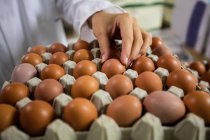 Обрізане зображення жіночого персоналу, що вивчає яйця на яєчній фабриці — стокове фото