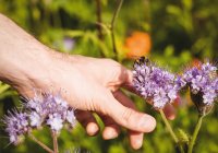 Cropped image of Man touching lavender flower with honey bee in field — Stock Photo
