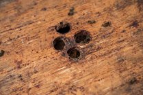 Primo piano di cavità a nido d'ape in una scatola di legno — Foto stock