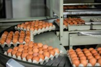 Cartoni di uova in movimento sulla linea di produzione in fabbrica — Foto stock