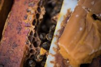 Close up of bees on honeycomb frame — Stock Photo