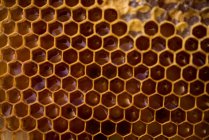Gros plan du nid d'abeille rempli de miel — Photo de stock