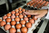 Immagine ritagliata del personale femminile esaminare le uova nella fabbrica di uova — Foto stock