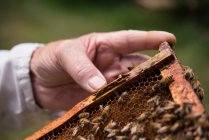 Apicultor segurando e examinando colmeia no jardim apiário — Fotografia de Stock