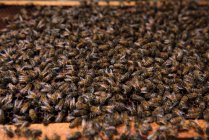 Gros plan des abeilles sur le cadre en nid d'abeille — Photo de stock