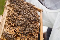 Immagine ritagliata dell'apicoltore che tiene ed esamina l'alveare nel campo — Foto stock