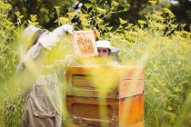 Apicultores removendo favo de mel da colmeia no campo — Fotografia de Stock