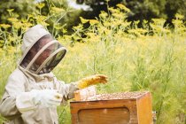 Beekeeper removing honeycomb from beehive in field — Stock Photo