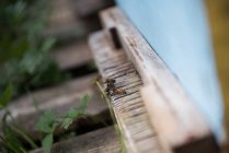 Primer plano de las abejas melíferas arrastrándose sobre una caja de madera - foto de stock
