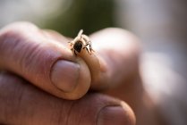 Крупний план проведення медоносних бджіл бджоляр — стокове фото