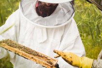 Imagen recortada de apicultores sosteniendo y examinando la colmena en el campo - foto de stock