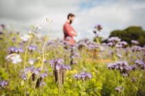 Foyer sélectif de l'apiculteur examinant de belles fleurs de lavande dans le champ — Photo de stock