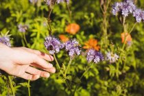 Cropped image of Man touching lavender flower with honey bee in field — Stock Photo