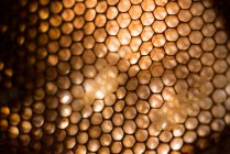 Close-up of honeycomb on sunny day — Stock Photo