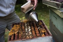 Пограбування бджоляра, що працює з курцем у пасічному саду — стокове фото