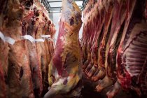 Carcaças de carne vermelha descascadas penduradas na arrecadação do talho — Fotografia de Stock