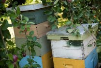 Бджолині вулики в пасічному саду в сонячний день — стокове фото