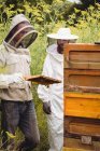 Бджолярі тримають і вивчають вулик у полі — стокове фото