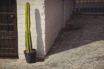 Горщик кактус біля цегляної стіни в сонячний день — стокове фото