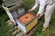 Бджоляр тримає і вивчає вулик у пасічному саду — стокове фото