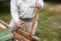 Midsection of beekeeper removing honeycomb from beehive in apiary garden — Stock Photo