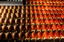 Ovos na qualidade de controle de iluminação na fábrica de ovos — Fotografia de Stock