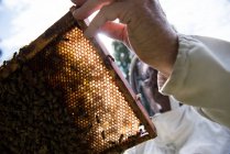 Apiculteur examinant une ruche dans un jardin de ruchers — Photo de stock