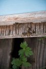 Close-up de abelhas mel na caixa de madeira da fazenda — Fotografia de Stock