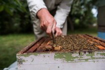 Позбавлення бджоляра від видалення стільця з вулика в пасічному саду — стокове фото