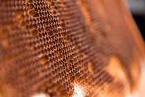 Gros plan de nid d'abeille dans une boîte en bois — Photo de stock