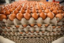 Stack of cartons with eggs in factory — Stock Photo