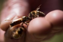 Primer plano del apicultor en posesión de abejas melíferas - foto de stock
