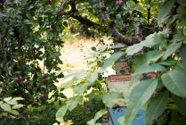 Вулик під зеленим деревом в пасічному саду — стокове фото