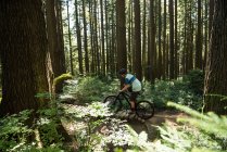 Male cyclist cycling in forest in sunlight — Stock Photo