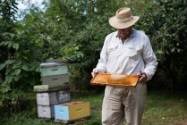 Бджоляр тримає вулик в дерев'яній рамці в пасічному саду — стокове фото