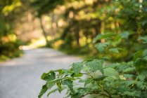 Крупный план зеленого листового растения в солнечном свете в лесу — стоковое фото