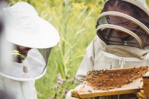 Imker halten und begutachten Bienenstock im Feld — Stockfoto