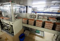 Cartons of eggs moving on production line in factory — Stock Photo