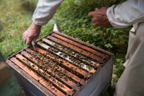 Section médiane de l'apiculteur enlevant les rayons de miel de la ruche dans le jardin du rucher — Photo de stock