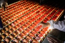 Imagen recortada del trabajador que examina la calidad de los huevos en el control de iluminación en la fábrica de huevos - foto de stock