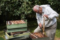 Apicultor removendo favo de mel da colmeia no jardim apiário — Fotografia de Stock
