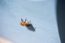 Nahaufnahme von Honigbienen auf Holzkiste — Stockfoto