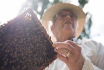 Vista ad angolo basso dell'apicoltore che tiene il favo con le api nell'apiario — Foto stock