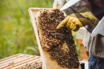 Cropped image of beekeepers holding and examining beehive in field — Stock Photo