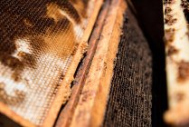 Крупный план соты в деревянной коробке — стоковое фото