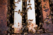 Close-up de abelhas na fazenda colmeia de madeira — Fotografia de Stock